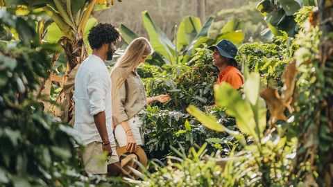 Visitors picking coffee cherries among the plants on the Chamarel coffee tour